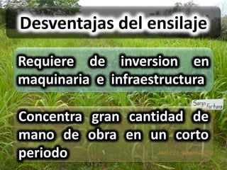 Desventajas del ensilaje
Requiere de inversion en
maquinaria e infraestructura

Concentra gran cantidad de
mano de obra en un corto
periodo
 