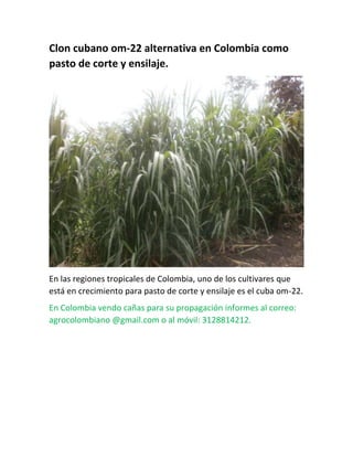 Clon cubano om-22 alternativa en Colombia como
pasto de corte y ensilaje.

En las regiones tropicales de Colombia, uno de los cultivares que
está en crecimiento para pasto de corte y ensilaje es el cuba om-22.
En Colombia vendo cañas para su propagación informes al correo:
agrocolombiano @gmail.com o al móvil: 3128814212.

 