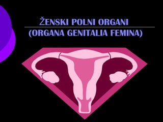 ENSKI POLNI ORGANIŽ
(ORGANA GENITALIA FEMINA)
 