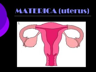 MATERICA (uterus)
 