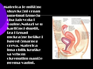 Materica je miši noć
sluzoko ni organž
umetnut izme uđ
oba jajovoda i
vagine.Nalazi se u
karli noj duplji,č
iza i iznad
mokra ne bešike ić
ispred marnogč
creva. Materica
ima oblik kruške
sa vrhom
okrenutim nani ež
prema vagini.
 