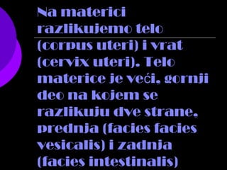 Na materici
razlikujemo telo
(corpus uteri) i vrat
(cervix uteri). Telo
materice je ve i, gornjić
deo na kojem se
razlikuju dve strane,
prednja (facies facies
vesicalis) i zadnja
(facies intestinalis)
 