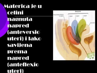 Materica je u
celini
nagnuta
napred
(anteversio
uteri) i lako
savijena
prema
napred
(anteflexio
uteri)
 