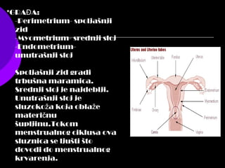 *GRA A:Đ
-Perimetrium- spoljašnji
zid
-Myometrium- srednji sloj
-Endometrium-
unutrašnji sloj
Spoljašnji zid gradi
trbušna maramica.
Srednji sloj je najdeblji.
Unutrašnji sloj je
sluzoko a koja obla ež ž
materi nuč
šupljinu.Tokom
menstrualnog ciklusa ova
sluznica se ljušti što
dovodi do menstrualnog
krvarenja.
 