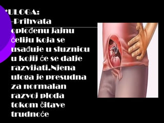 *ULOGA:
-Prihvata
oplo enu jajnuđ
eliju koja seć
usa uje u sluznicuđ
u kojij e se daljeć
razvijati.Njena
uloga je presudna
za normalan
razvoj ploda
tokom itaveč
trudno eć
 