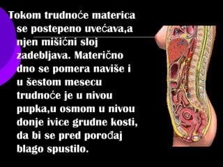 Tokom trudno e matericać
se postepeno uve ava,ać
njen miši ni slojć
zadebljava. Materi noč
dno se pomera naviše i
u šestom mesecu
trudno e je u nivouć
pupka,u osmom u nivou
donje ivice grudne kosti,
da bi se pred poro ajđ
blago spustilo.
 