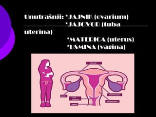 Unutrašnji: *JAJNIK (ovarium)
*JAJOVOD (tuba
uterina)
*MATERICA (uterus)
*USMINA (vagina)
 