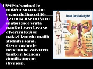 USMINA(vagina) je
miši no sluzoko nić ž
organ du ine od 10-ž
12 cm koji se pri a odž
materi nog vratač
nani e i završava sež
otvorom koji se
nalazi izme u malihđ
stidnih usana.
Otvor vagine je
nepotpuno zatvoren
tankom ko nomž
duplikaturom
(hymen).
 