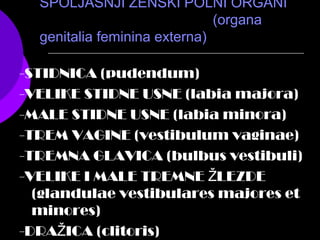 SPOLJAŠNJI ŽENSKI POLNI ORGANI
(organa
genitalia feminina externa)
-STIDNICA (pudendum)
-VELIKE STIDNE USNE (labia majora)
-MALE STIDNE USNE (labia minora)
-TREM VAGINE (vestibulum vaginae)
-TREMNA GLAVICA (bulbus vestibuli)
-VELIKE I MALE TREMNE LEZDEŽ
(glandulae vestibulares majores et
minores)
-DRA ICA (clitoris)Ž
 