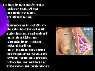Dojka je parna lezdaž
koja se nalazi na
prednjoj strani
grudnog koša.
Izgra ena je od 20-25đ
lezda.Svaka od njihž
zajedno sa vezivnim i
masnim tkivom
izgra uje po jedanđ
re anj koji suž
me usobno odvojeniđ
pregradama.Svakom
re nju pripada jedanž
odvodni kanal koji se
završava na bradavici.
 