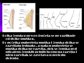 Dojka enskog novoro en eta se ne razlikujež đ č
od dojke muškog.
Do po etka puberteta muška i enska dojka seč ž
razvijaju jednako, a nakon puberteta se
muška dojka ne razvija, dok se enska podž
uticajem enskih polnih hormona razvija iž
njen razvitak se završava u periodu
dojenja.
 