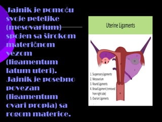 Jajnik je pomo uć
svoje peteljke
(mesovarium)
spojen sa širokom
materi nomč
vezom
(ligamentum
latum uteri).
Jajnik je posebno
povezan
(ligamentum
ovari propia) sa
rogom materice.
 