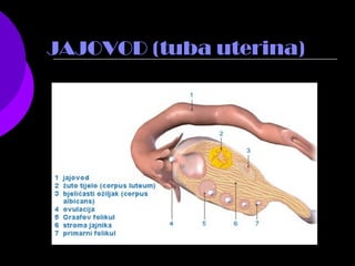 JAJOVOD (tuba uterina)
 
