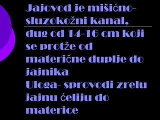 Jajovod je miši no-ć
sluzoko ni kanal,ž
dug od 14-16 cm koji
se prot e odž
materi ne duplje doč
jajnika
Uloga- sprovodi zrelu
jajnu eliju doć
materice
 