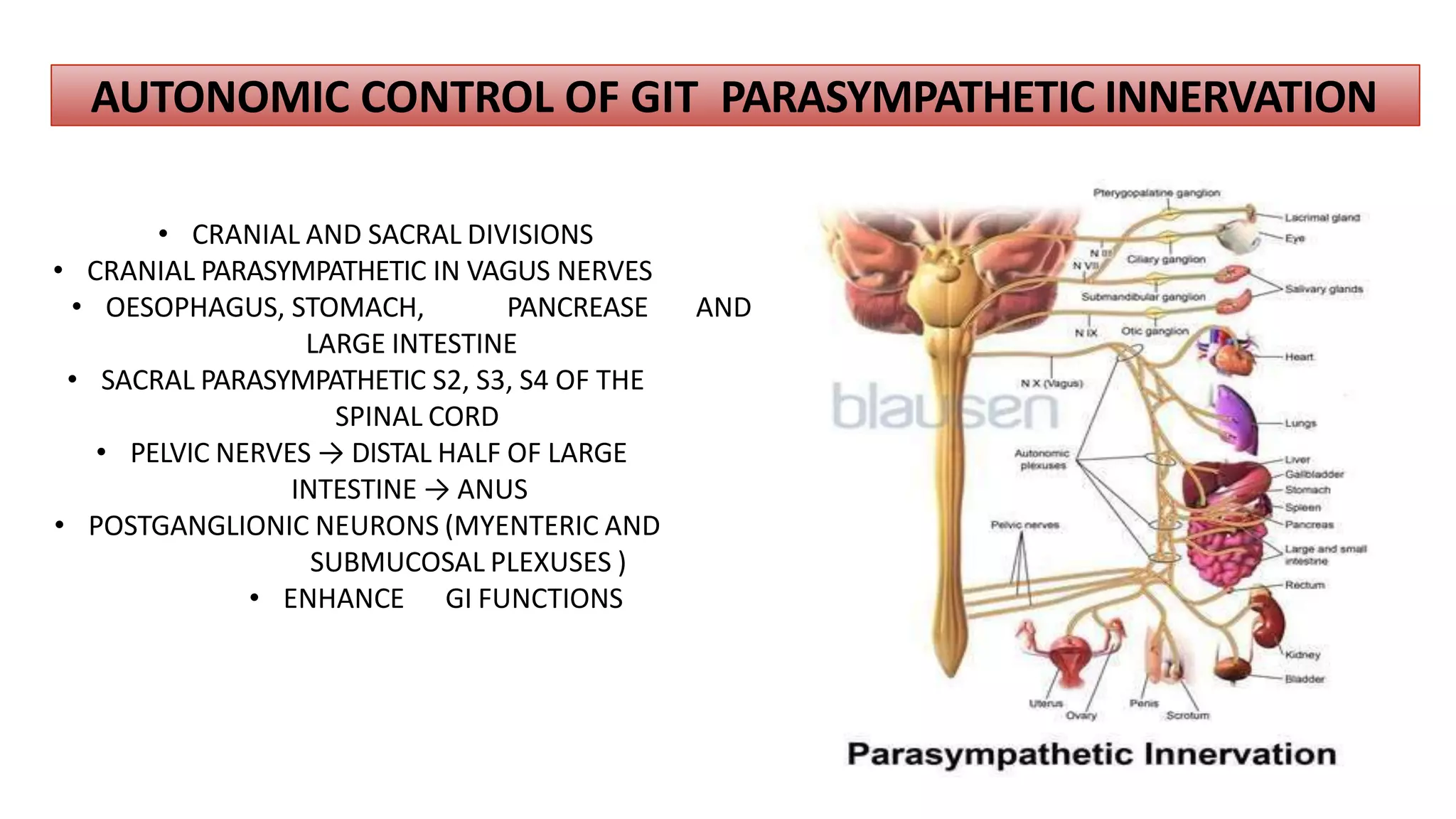 AUTONOMIC CONTROL OF GIT PARASYMPATHETIC INNERVATION
• CRANIAL AND SACRAL DIVISIONS
• CRANIAL PARASYMPATHETIC IN VAGUS NERVES
• OESOPHAGUS, STOMACH, PANCREASE AND
LARGE INTESTINE
• SACRAL PARASYMPATHETIC S2, S3, S4 OF THE
SPINAL CORD
• PELVIC NERVES → DISTAL HALF OF LARGE
INTESTINE → ANUS
• POSTGANGLIONIC NEURONS (MYENTERIC AND
SUBMUCOSAL PLEXUSES )
• ENHANCE GI FUNCTIONS
 