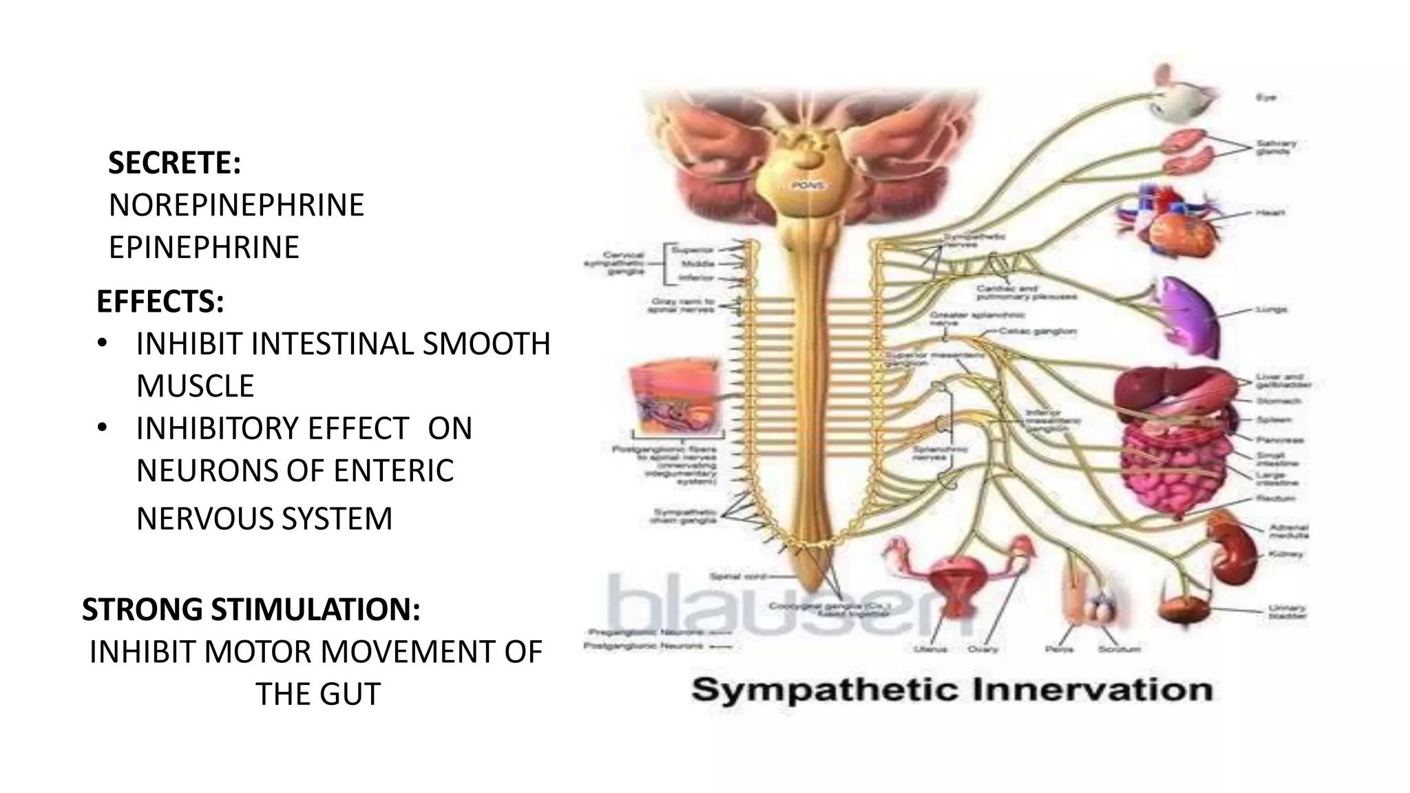 SECRETE:
NOREPINEPHRINE
EPINEPHRINE
EFFECTS:
• INHIBIT INTESTINAL SMOOTH
MUSCLE
• INHIBITORY EFFECT ON
NEURONS OF ENTERIC
NERVOUS SYSTEM
STRONG STIMULATION:
INHIBIT MOTOR MOVEMENT OF
THE GUT
 