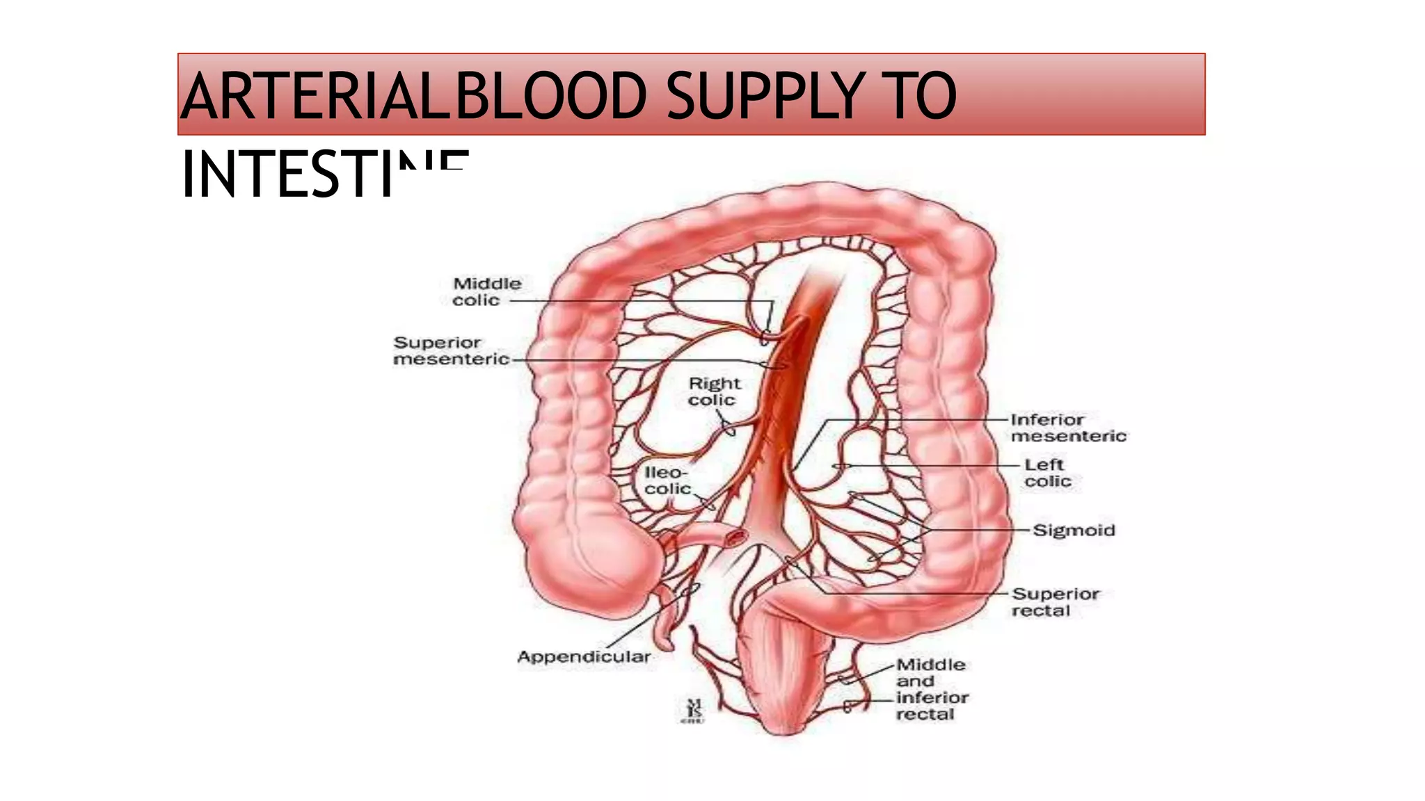 ARTERIALBLOOD SUPPLY TO
INTESTINE
 