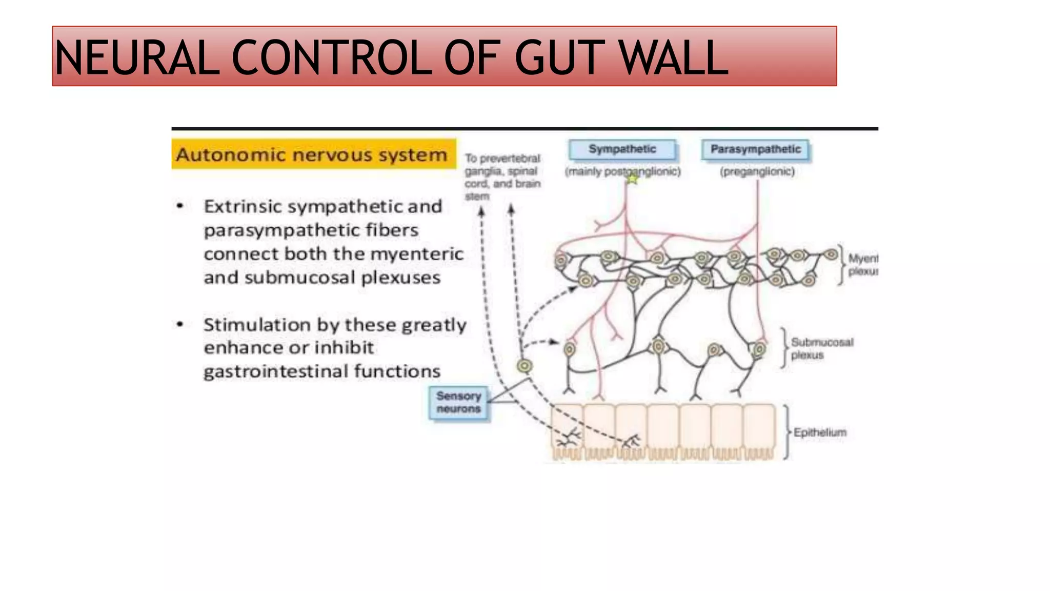 NEURAL CONTROL OF GUT WALL
 