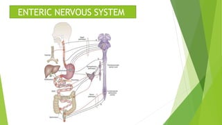ENTERIC NERVOUS SYSTEM
 