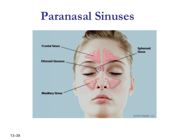 ent assessment paranasal sinuses