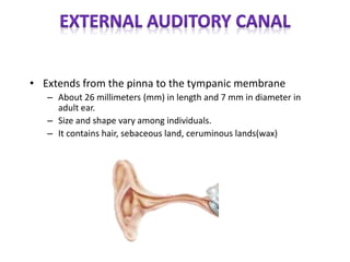 • Extends from the pinna to the tympanic membrane
– About 26 millimeters (mm) in length and 7 mm in diameter in
adult ear.
– Size and shape vary among individuals.
– It contains hair, sebaceous land, ceruminous lands(wax)
 