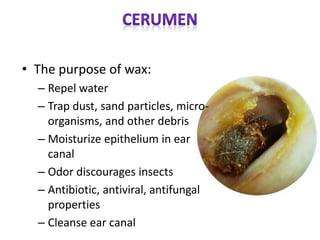 • The purpose of wax:
– Repel water
– Trap dust, sand particles, micro-
organisms, and other debris
– Moisturize epithelium in ear
canal
– Odor discourages insects
– Antibiotic, antiviral, antifungal
properties
– Cleanse ear canal
 