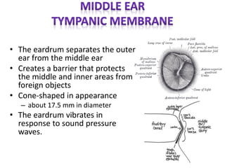 • The eardrum separates the outer
ear from the middle ear
• Creates a barrier that protects
the middle and inner areas from
foreign objects
• Cone-shaped in appearance
– about 17.5 mm in diameter
• The eardrum vibrates in
response to sound pressure
waves.
 