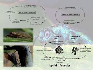 Order Hemiptera and their important families | PPTX