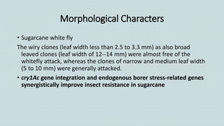 Morphological Characters
• Sugarcane white fly
The wiry clones (leaf width less than 2.5 to 3.3 mm) as also broad
leaved clones (leaf width of 12--14 mm) were almost free of the
whitefly attack, whereas the clones of narrow and medium leaf width
(5 to 10 mm) were generally attacked.
• cry1Ac gene integration and endogenous borer stress-related genes
synergistically improve insect resistance in sugarcane
 