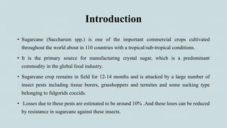 Introduction
• Sugarcane (Saccharum spp.) is one of the important commercial crops cultivated
throughout the world about in 110 countries with a tropical/sub-tropical conditions.
• It is the primary source for manufacturing crystal sugar, which is a predominant
commodity in the global food industry.
• Sugarcane crop remains in field for 12-14 months and is attacked by a large number of
insect pests including tissue borers, grasshoppers and termites and some sucking type
belonging to fulgorids coccids.
• Losses due to these pests are estimated to be around 10% .And these loses can be reduced
by resistance in sugarcane against these insects.
 