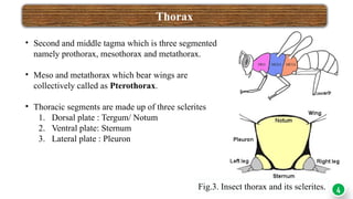 Tergite Insect ENT-501 INSECT HEAD powerpoint presentation.pptx