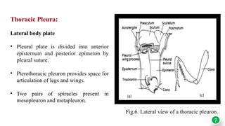 Epimeron Insect ENT-501 INSECT HEAD powerpoint presentation.pptx