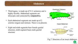 Tergite Insect ENT-501 INSECT HEAD powerpoint presentation.pptx