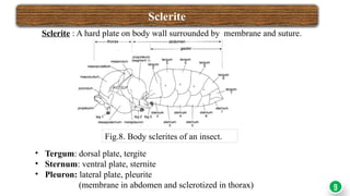 Tergite Insect ENT-501 INSECT HEAD powerpoint presentation.pptx