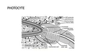 Photocyte Patterns Physiology of bioluminescense in insects | PPTX