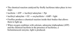 Physiology of bioluminescense in insects | PPTX