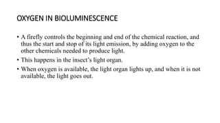 Physiology of bioluminescense in insects | PPTX