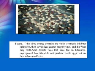 Figure. If this food source contains the chitin synthesis inhibitor
lufenuron, then larval fleas cannot properly molt and die when
they molt.Adult female fleas that have fed on lufenuron-
impregnated host blood do not produce viable eggs, but are
themselves unaffected.
 