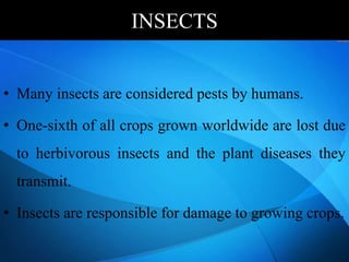 INSECTS
• Many insects are considered pests by humans.
• One-sixth of all crops grown worldwide are lost due
to herbivorous insects and the plant diseases they
transmit.
• Insects are responsible for damage to growing crops.
 