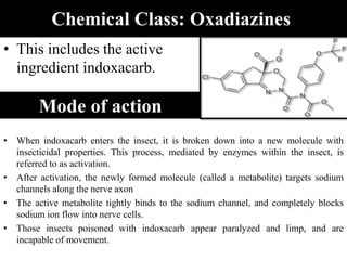 Chemical Class: Oxadiazines
• This includes the active
ingredient indoxacarb.
Mode of action
• When indoxacarb enters the insect, it is broken down into a new molecule with
insecticidal properties. This process, mediated by enzymes within the insect, is
referred to as activation.
• After activation, the newly formed molecule (called a metabolite) targets sodium
channels along the nerve axon
• The active metabolite tightly binds to the sodium channel, and completely blocks
sodium ion flow into nerve cells.
• Those insects poisoned with indoxacarb appear paralyzed and limp, and are
incapable of movement.
 