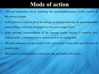 • OPs and carbamates act by inhibiting the acetylcholinesterase (AchE) enzyme in
the nervous system.
• AchE performs a critical job in the nervous system by removing the neurotransmitter
acetylcholine (Ach) from its receptor on the post-synapse nerve.
• AchE prevents overstimulation of the nervous system because it removes Ach.
without AchE, a stimulated nerve cannot return to its resting state.
• OPs and carbamates tie-up (inhibit) AchE, preventing it from removing Ach from its
receptor site.
• The result is overstimulation of the nerve cell, and death of the insect.
Mode of action
 