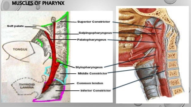 ANATOMY AND PHYSIOLOGY OF EAR, NOSE, THROAT and NEWER INVESTIGATION