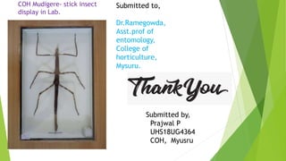 Ent - Hst.pptx