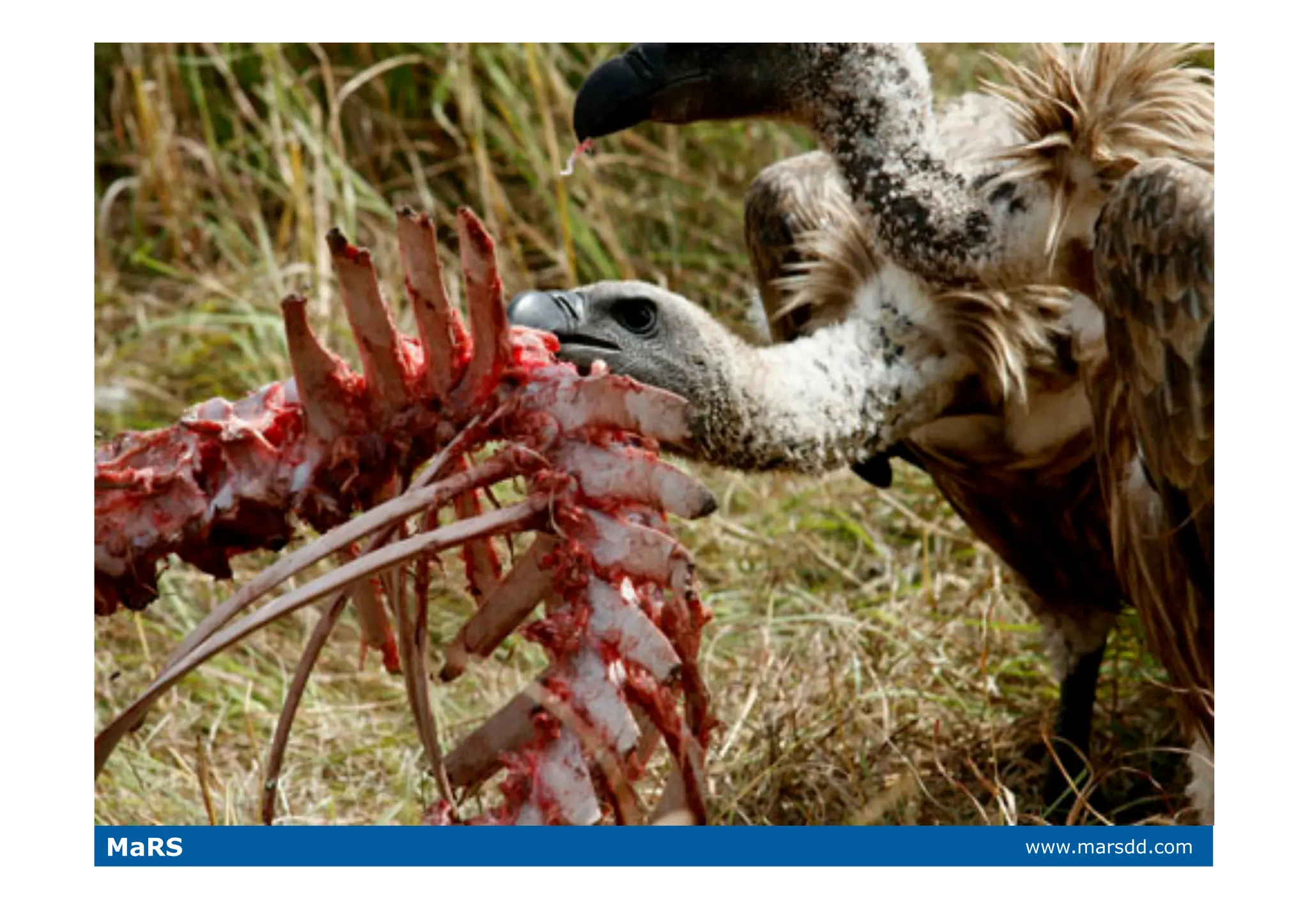 What VCs Want (and why they call it 'Vulture Capital')