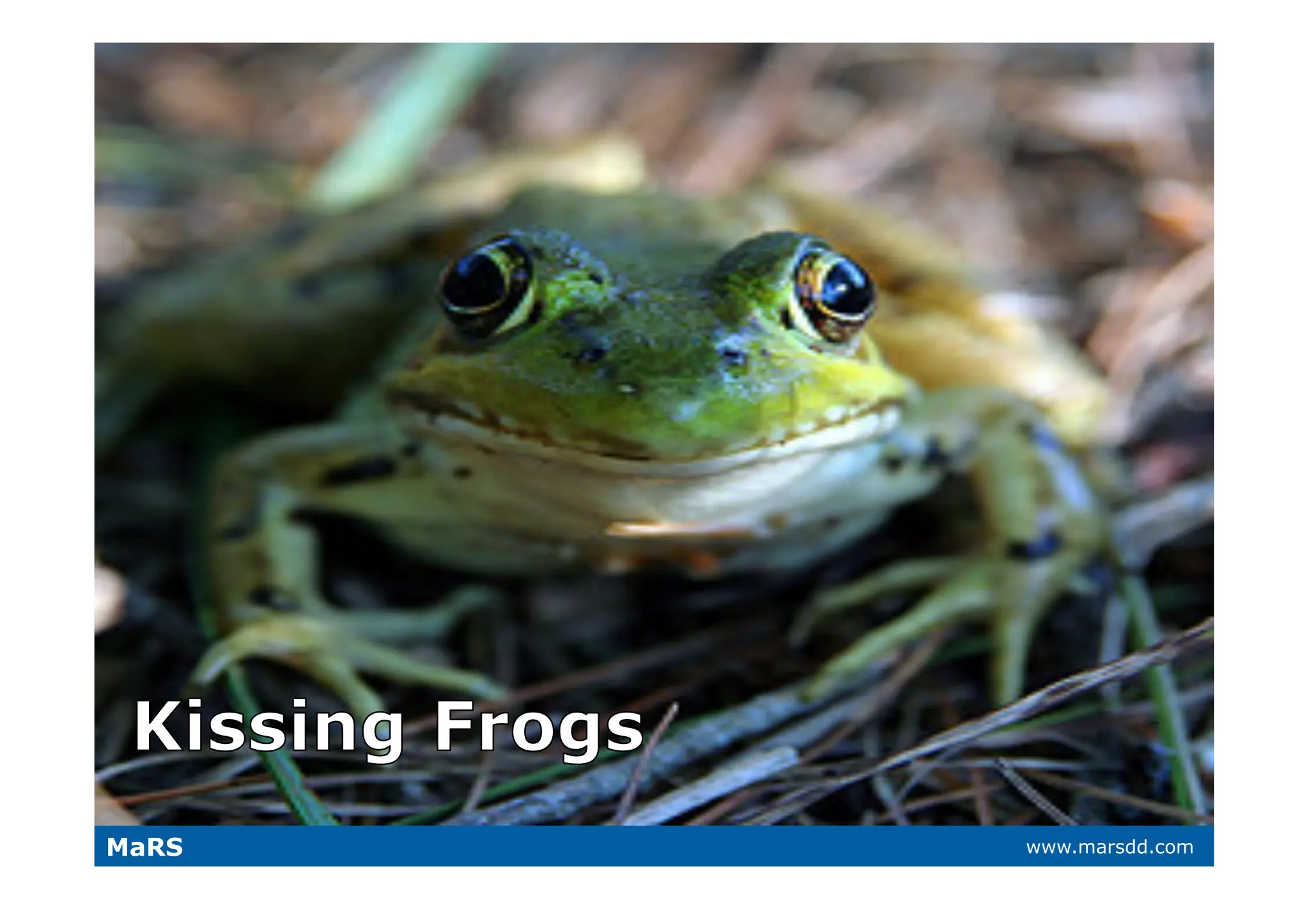 What VCs Want (and why they call it 'Vulture Capital')