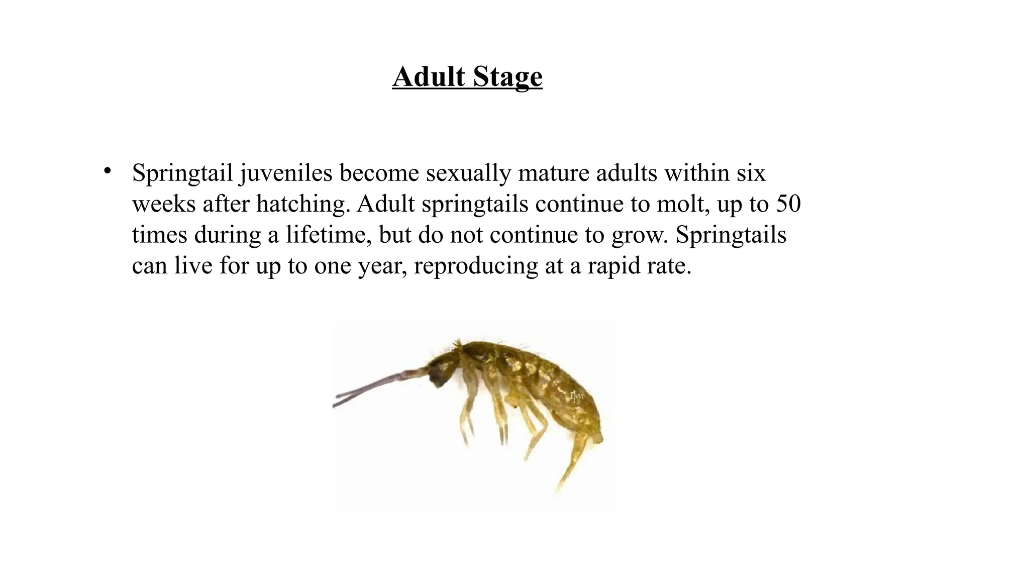 ENT 503-Thysanura,collembola,protura.pptx