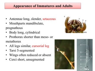 Polyneopteran Insect Orders.pptx