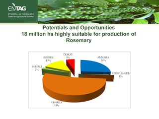 Potentials and Opportunities
18 million ha highly suitable for production of
Rosemary
 