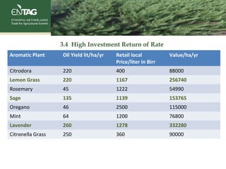 3.4 High Investment Return of Rate
Aromatic Plant Oil Yield lit/ha/yr Retail local
Price/liter in Birr
Value/ha/yr
Citrodora 220 400 88000
Lemon Grass 220 1167 256740
Rosemary 45 1222 54990
Sage 135 1139 153765
Oregano 46 2500 115000
Mint 64 1200 76800
Lavender 260 1278 332280
Citronella Grass 250 360 90000
 