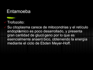 Entamoeba Trofozoito: Su citoplasma carece de mitocondrias y el retículo endoplásmico es poco desarrollado, y presenta gran cantidad de glucógeno por lo que es esencialmente anaeróbico, obteniendo la energía mediante el ciclo de Ebden Meyer-Hoff. 